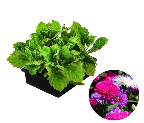 Niedrige Sommeraster, verschiedene Farben, 6er