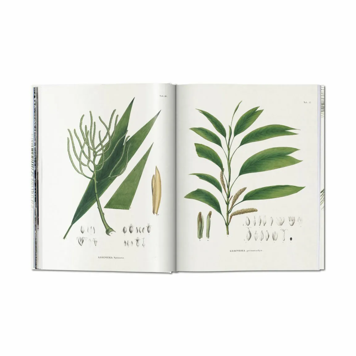 New Mags The Book of Palms - Af H. Walter Lack