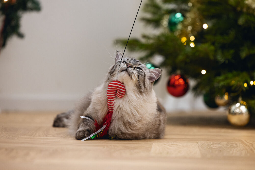 Beeztees Kattenhengel Zuurstok - Kattenspeeltje - 40 cm