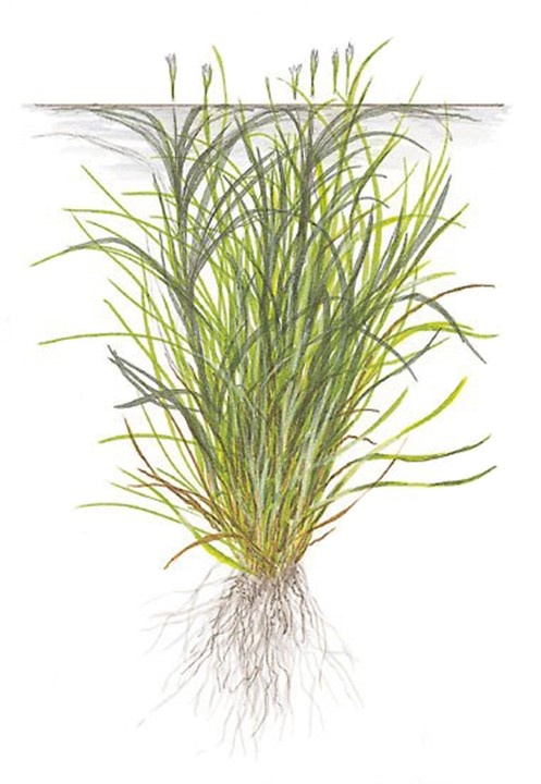 Waterplant Blyxa Japonica