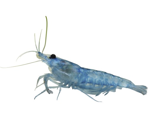 Shrimp Blue Jelly Dwarf Shrimp - Neocaridina davidi (heteropoda)