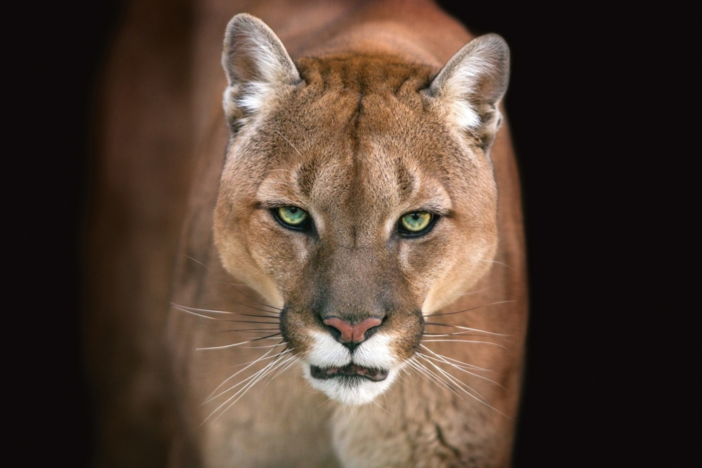 Akustikbild PUMA 80x120cm, 7kg