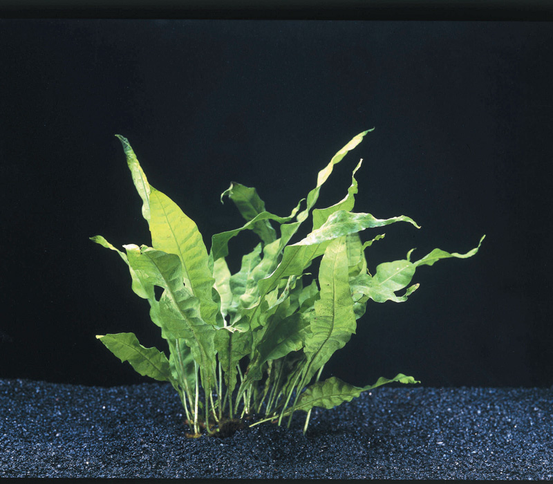 Waterplant Microsorum Pteropus - Extra Groot