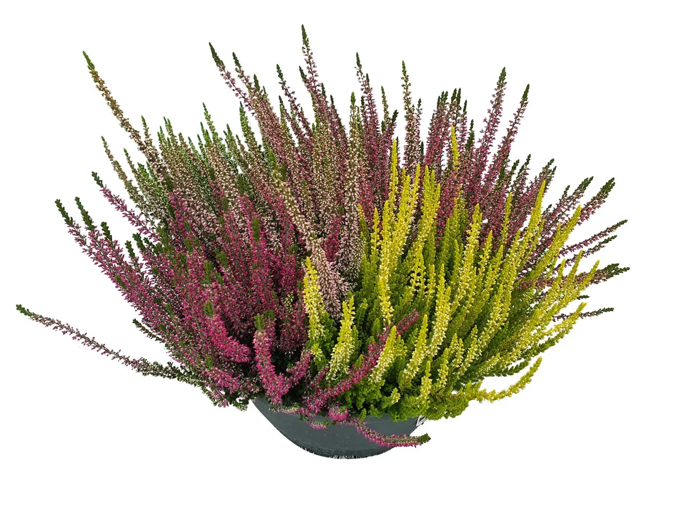 Calluna vulgaris (Beauty Ladies Series) Røsslyng i skål Ø27 cm