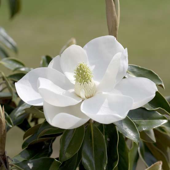 Magnolia grandiflora 'Little Gem ': conteneur 10 litres
