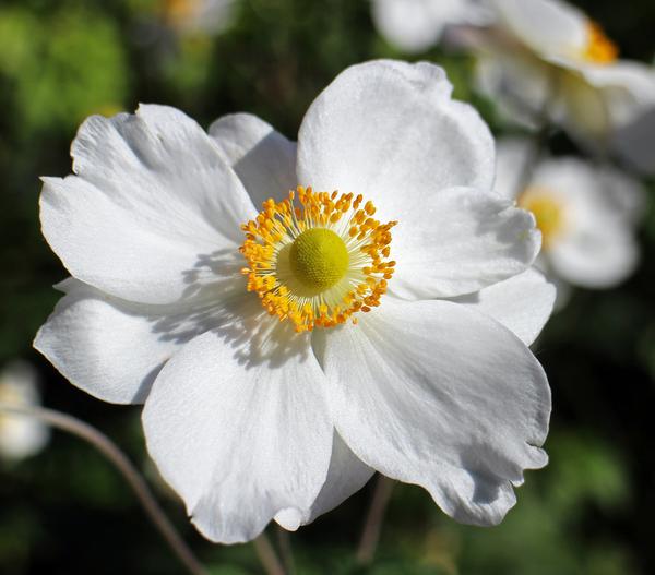 Bio Herbst-Anemone 'Honorine Jobert'