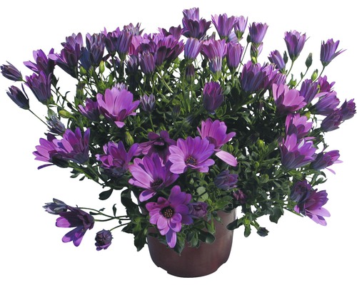 Kaapse madeliefje FloraSelf Osteospermum ecklonis Ø 14 cm pot willekeurige variëteitselectie