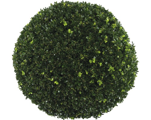 Buxusbol FloraSelf Buxus sempervirens, diameter ca. 2,5 cm 50 cm, CO 15 L