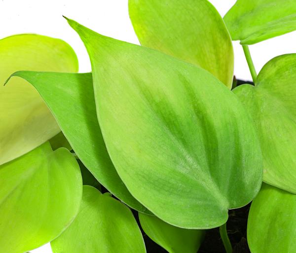 Baumfreund-Set - Philodendron, 3-teilig