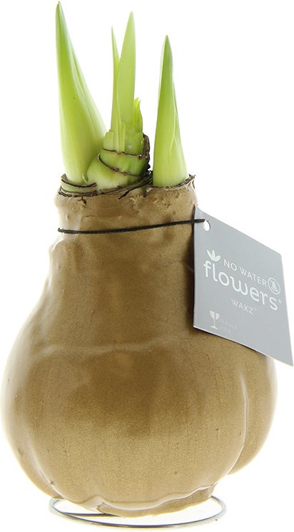 Amaryllis in wax (Hippeastrum 'Waxz Gold') H 15 cm