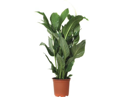 Vredeslelie FloraSelf Spathiphyllum wallisii 'Sweet Silvio' H 70-80 cm Ø 17 cm pot