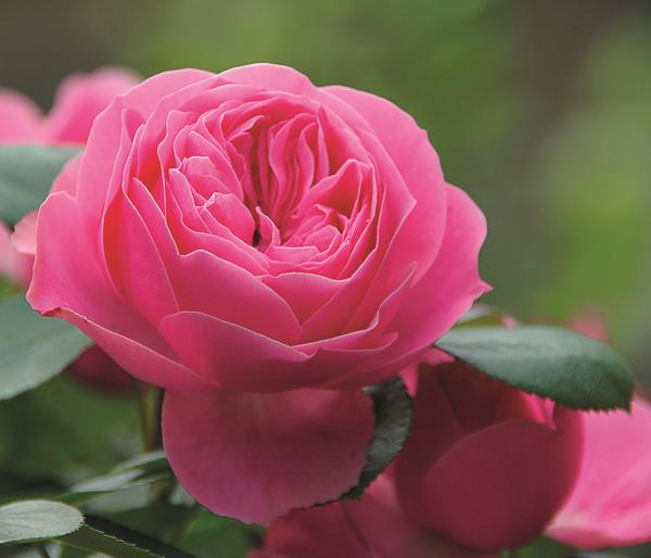 Noblesse® Spray-Rose 'Playful Rokoko®'