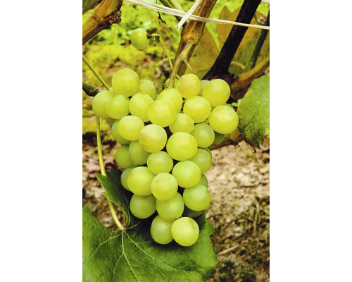 Biologische tafeldruif 'Phoenix' steel 60 cm FloraSelf Bio Vitis vinifera 'Phoenix' Co 7,5 L