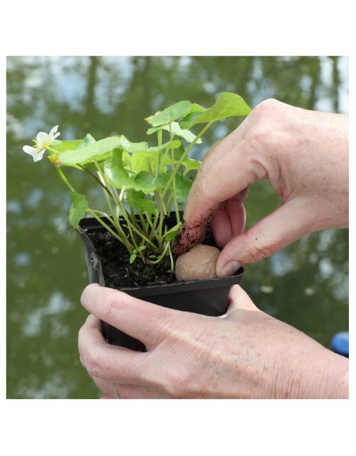 Jbl Florapond Mestkogels - Meststof - 8 stuks