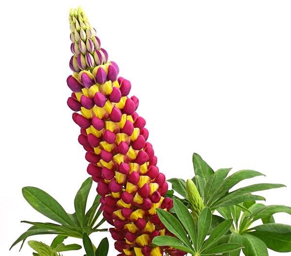 Lupine 'West Country', verschiedene Farben