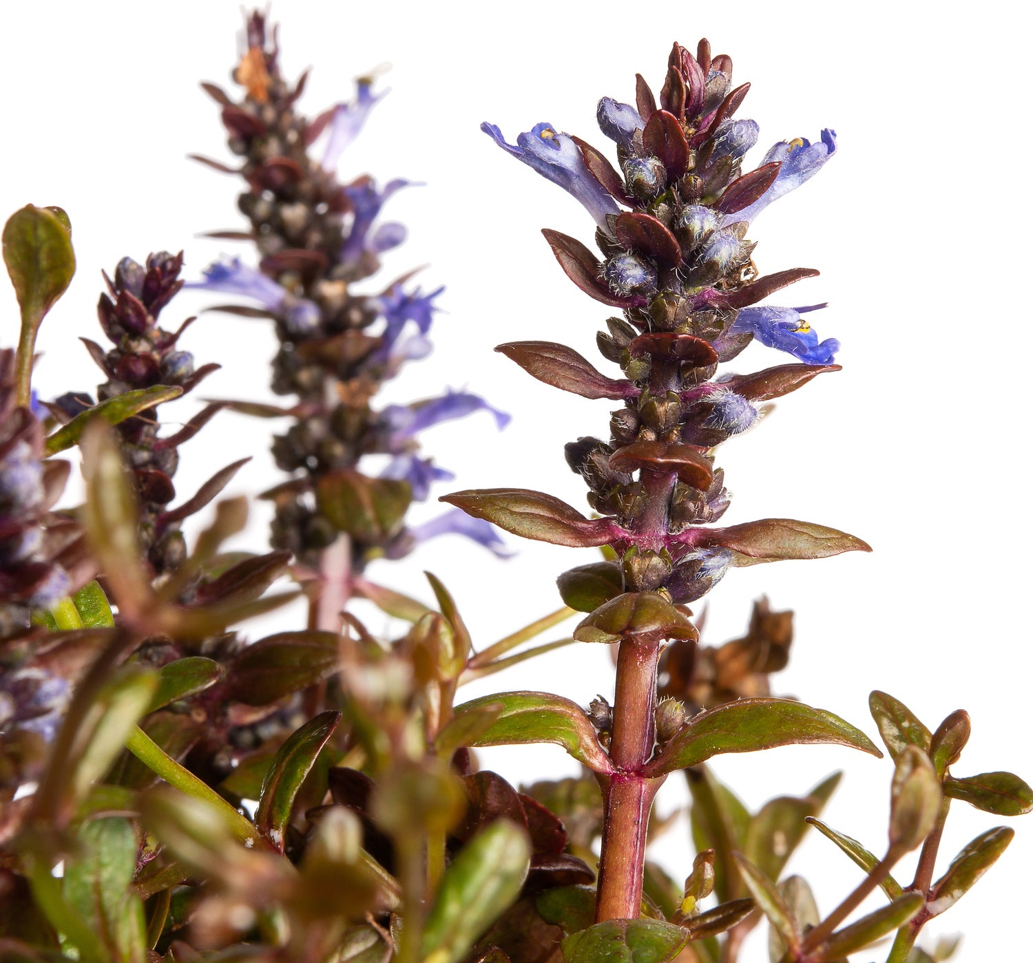 Kruipend zenegroen (Ajuga Chocolate Chips) D 11 H 15 cm