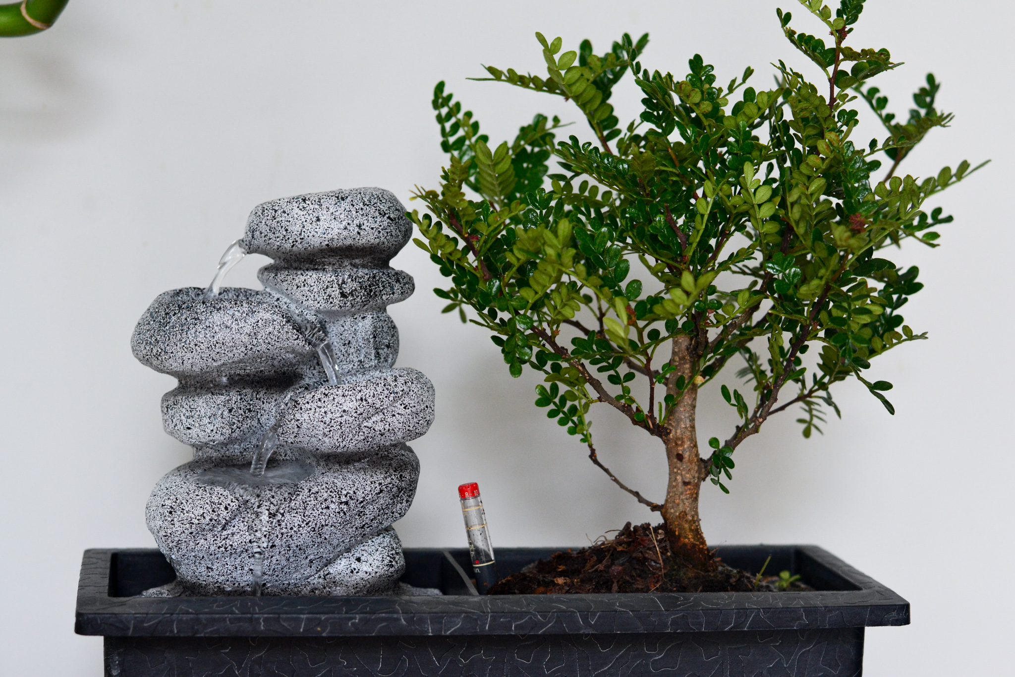 Bonsaï avec système d'eau - pierres zen - plante d'intérieur - hauteur 25-35cm