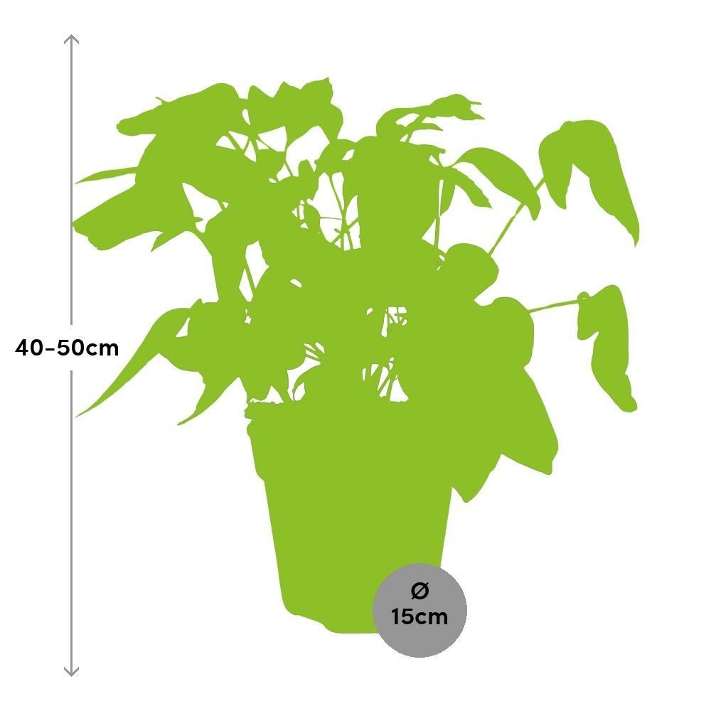 Plante d'intérieur - schefflera artinolphylla 45.0cm