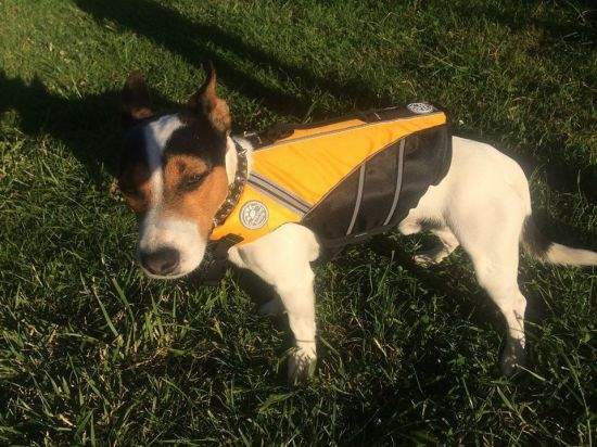 Surfpistols GILET DE SAUVETAGE POUR CHIEN M