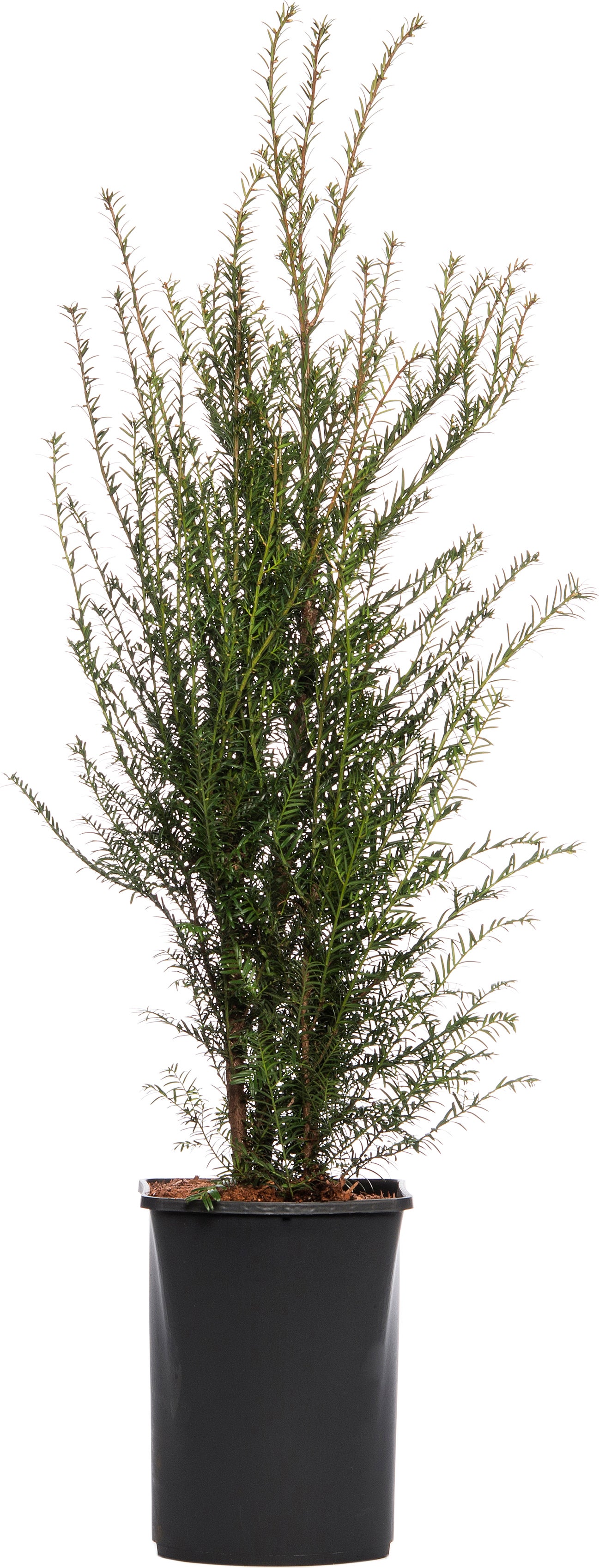 Taxus (Taxus baccata) D 21 H 60 cm