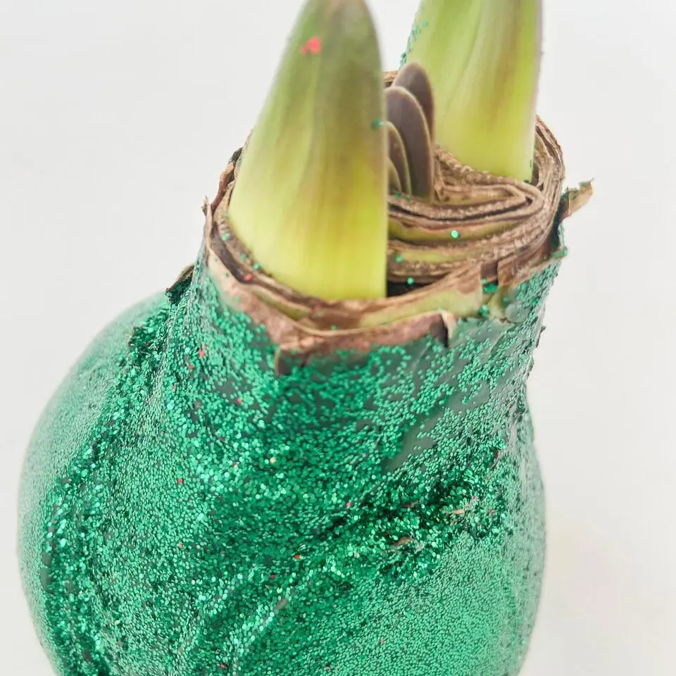 Amaryllis - Hippeastrum 'Glitter Duo' - Rood en groen