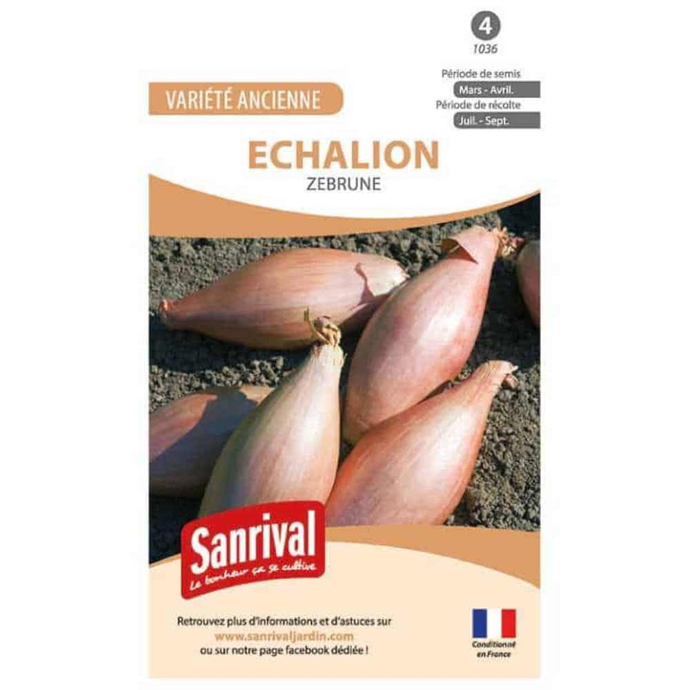 Graines d'echalion
