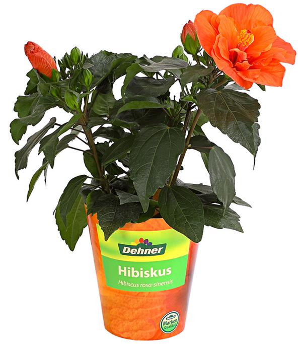 Zimmerhibiskus - Hibiscus rosa-sinensis,