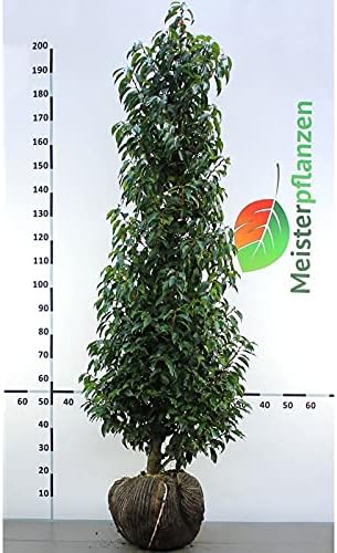Portugiesischer Lorbeer Prunus Angustifolia 160-180 cm im Topf. 50x Kirschlorbeer