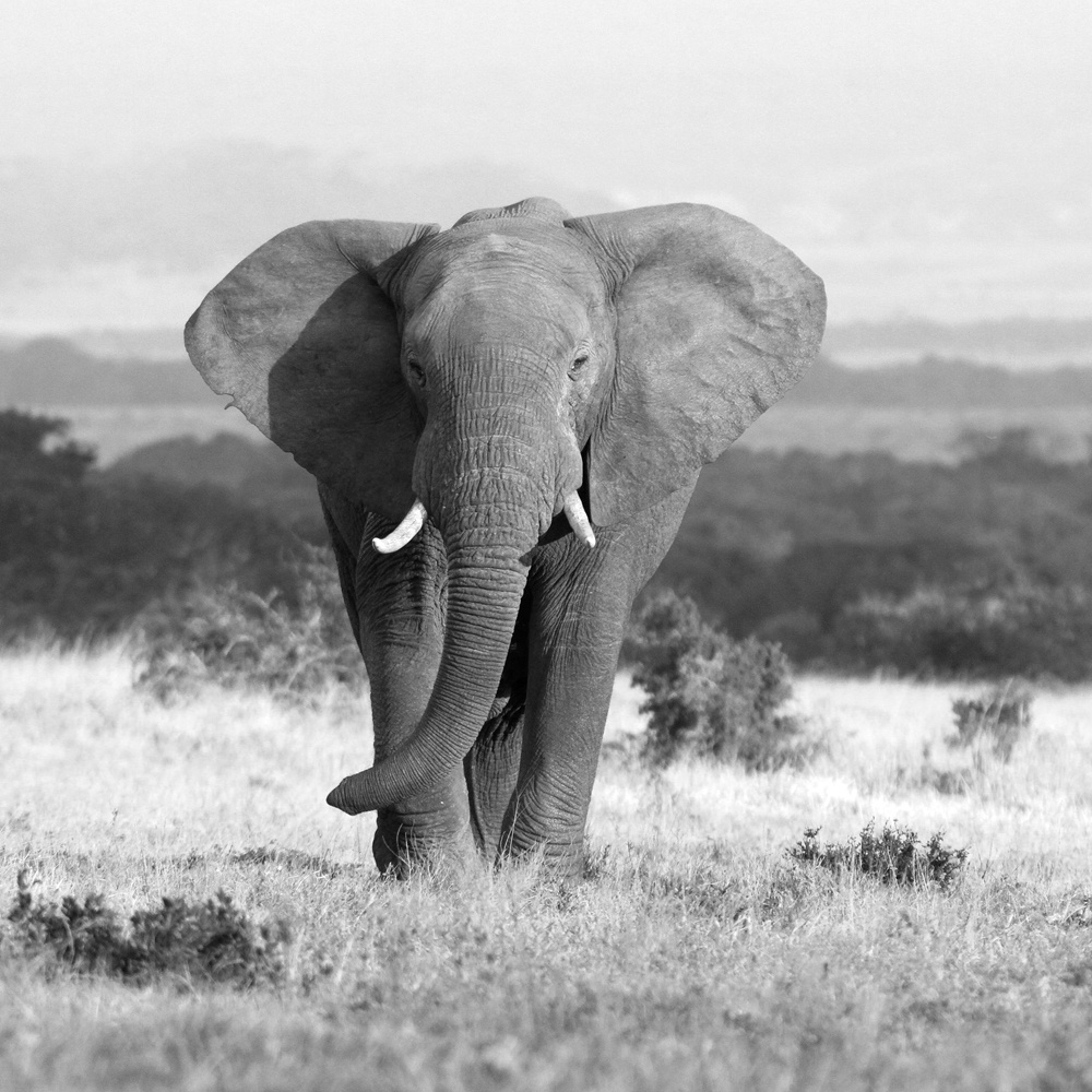 Akustikbild ELEFANT 80x80cm, 5kg