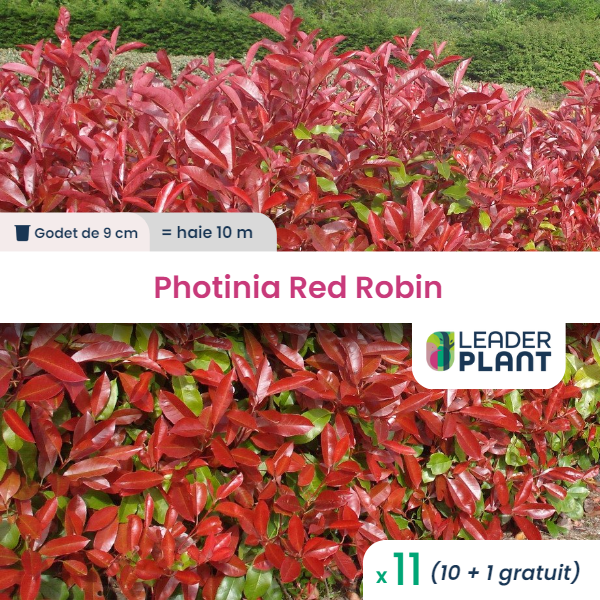 11 x photinia red robin en godet