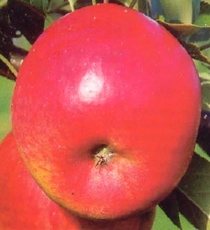 Biologische Handappel (Malus domestica 'Topaz') D 26 H 150 cm