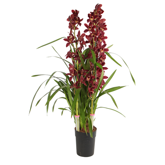 Orchidée Cymbidium mix 3/4 tiges: H70cm, pot D14cm