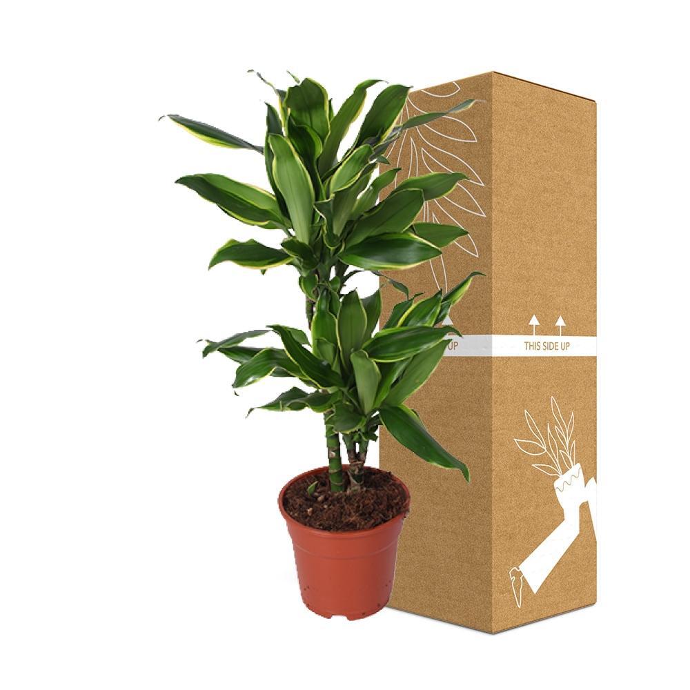Plante d'intérieur - dracaena 'golden coast' 70.0cm