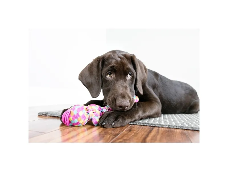 KONG Kong Wubba Finz Pink Small 27cm