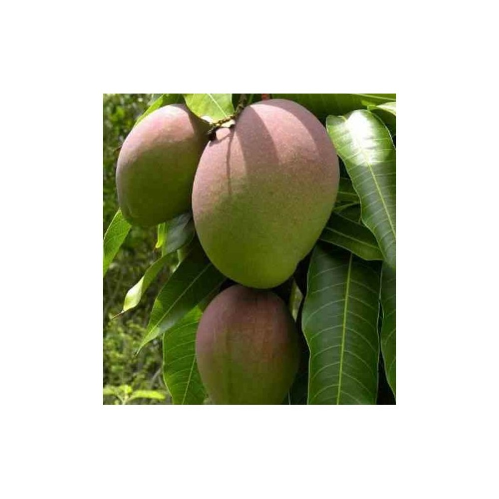 Manguier mangifera indica var.kent taille pot de 7 litres ? 80/100 cm - jaune