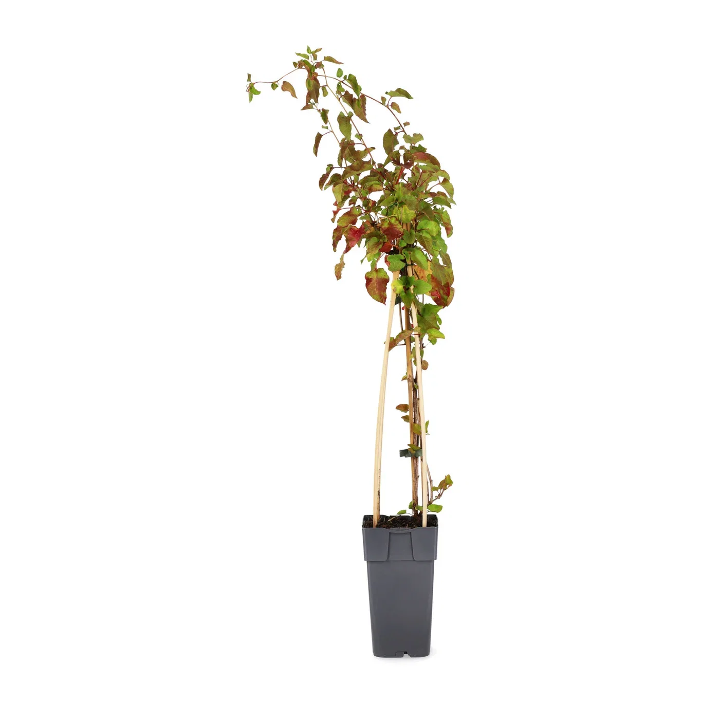 Fallopia aubertii Arkitektens trøst Ø15 cm