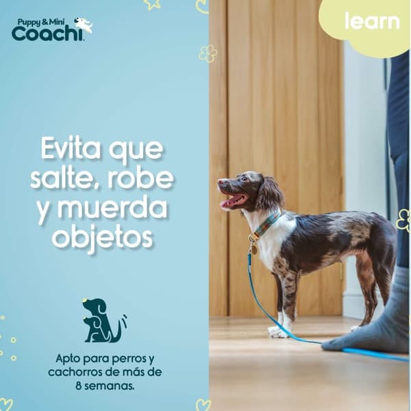 Hundesele Coachi