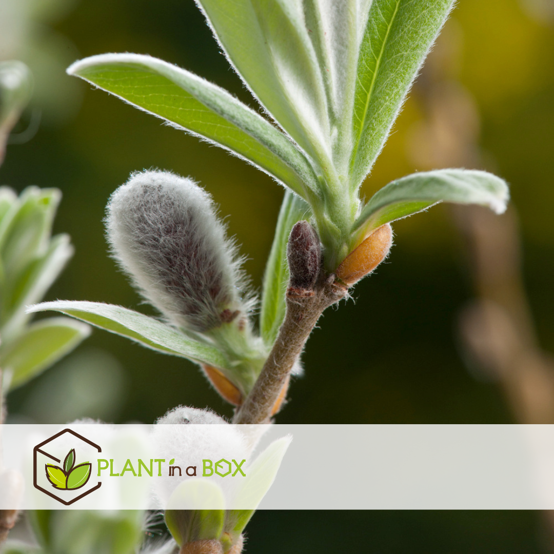 Salix helvetica - saule nain - arbre - ⌀19 cm - hauteur 80-90 cm