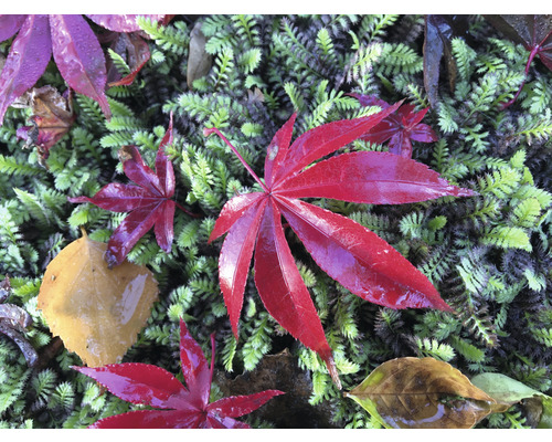 Rode Japanse esdoorn Acer palmatum 'Atropurpureum' H 40-50 Co 3 L