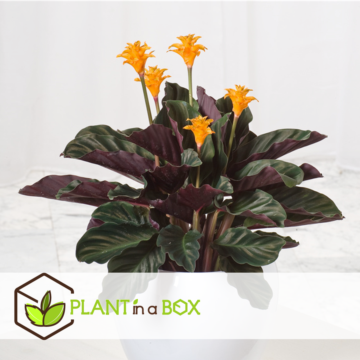 Calathea crocata - purificateur d'air - pot 14cm - hauteur 40-50cm