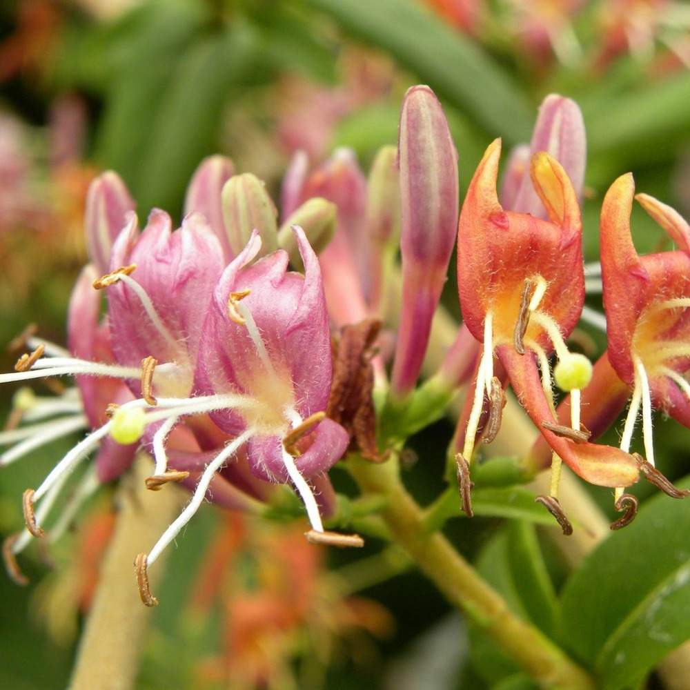 Chèvrefeuille henryi/lonicera henryi[-]godet - 5/20 cm