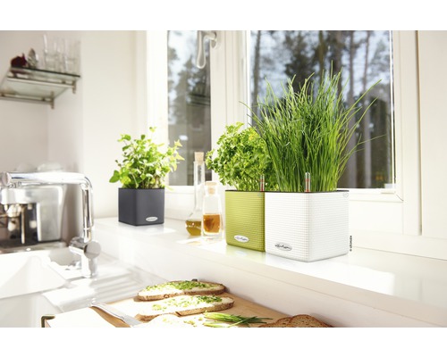Lechuza Cube Color bloempot van kunststof, 14x14x14 cm, limoengroen, inclusief zelfbewateringssysteem en waterniveau-indicator