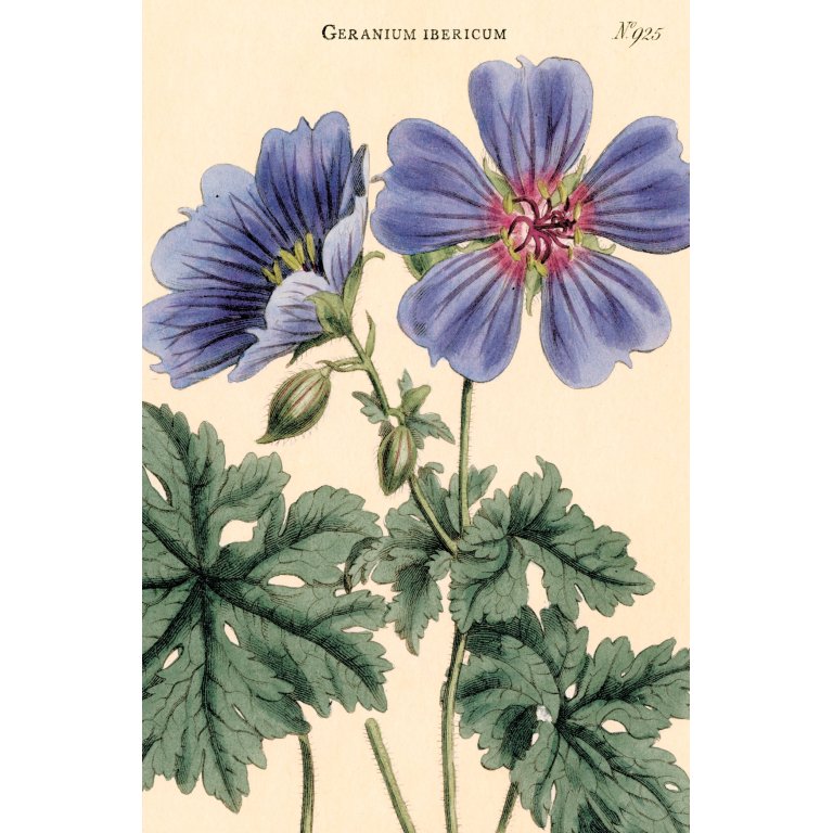 Cavallini Postkartenset