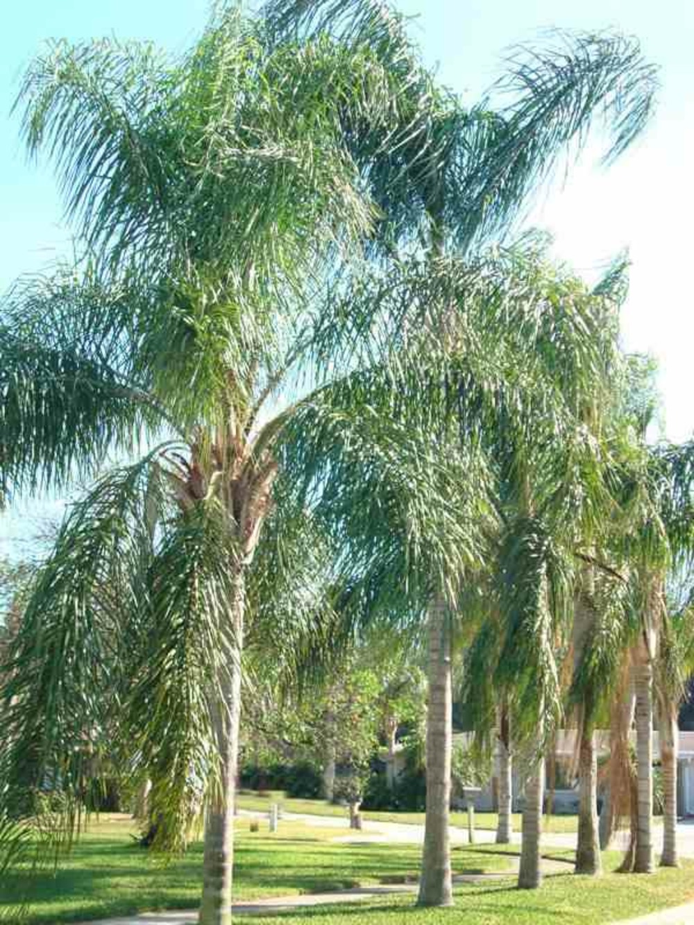 Syagrus romanzoffiana sp. 'santa catarina (syn. Arecastrum r.) specimen blanc - taille pot de 25l - 200-225cm
