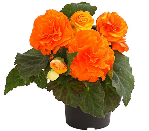 Knollenbegonie, verschiedene Farben