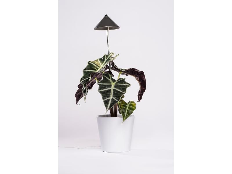 Venso Solutions Pflanzenleuchte SunLite 7 W, Grau LED-Pflanzenlampe mit Vollspektrum