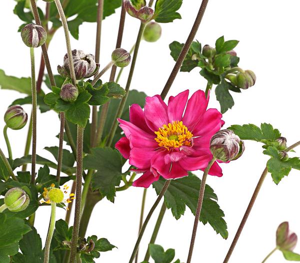 Herbst-Anemone, verschiedene Sorten