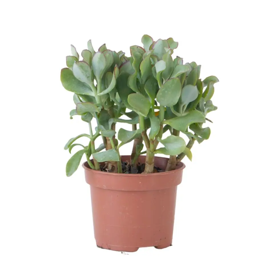 Jadeplant - Crassula arborescens 'Curly' - Hoogte 15-25 cm - Pot 12 c