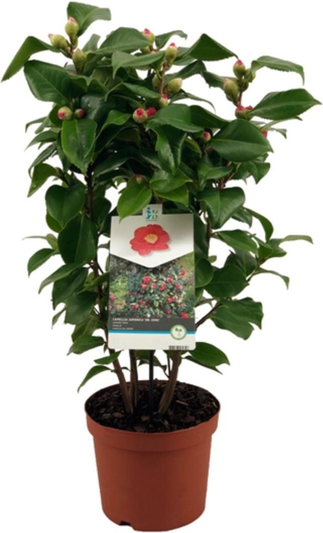 Japanse Roos (Camellia japonica 'Doctor King') D 19 H 55 cm