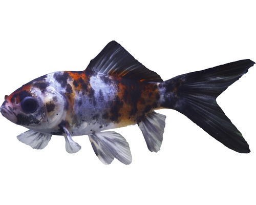 Shubunkin-vis (klein) - Carassius auratus